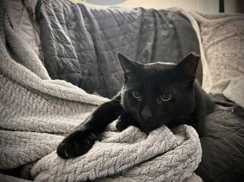 Templeton -  Domestic Short Hair Cat for Adoption in Beacon, New York - Templeton | PetCurious