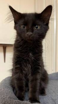 Scarlet -  Domestic Medium Hair Cat for Adoption in Mauston, Wisconsin - Scarlet | PetCurious