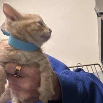 Abraham -  Domestic Short Hair Cat for Adoption in Wilmington, Delaware - Abraham | PetCurious