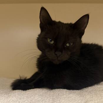 Domestic Short Hair Cats Available for Adoption in Philadelphia, Pennsylvania - Ellie Elevator | PetCurious