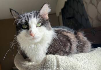 Luna Cappuccino -  Domestic Long Hair and Tuxedo Cat for Adoption in Chandler, Arizona - Luna Cappuccino | PetCurious