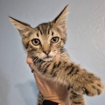 Rescue Domestic Short Hair Cats for Adoption in Jacksonville, Oregon - LeBeau | PetCurious