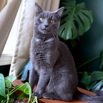 Rescue Domestic Short Hair Cats for Adoption in Hopkinton, Massachusetts - Artemis | PetCurious