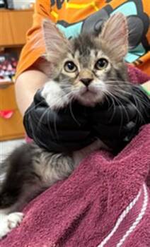 Domestic Medium Hair Cats Available for Adoption in Pasadena, Texas - A184456 | PetCurious
