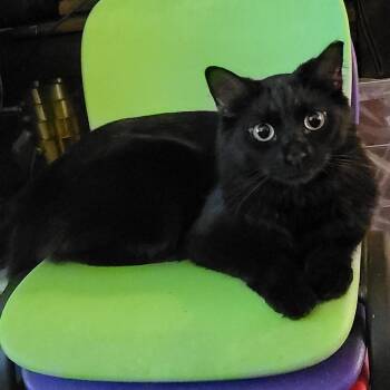 Wayne -  Domestic Short Hair Cat for Adoption in Long Beach, California - Wayne | PetCurious