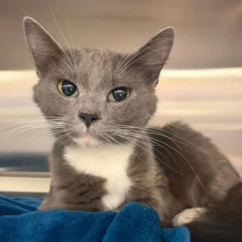 Domestic Short Hair Cats Available for Adoption in Keizer, Oregon - Beauty | PetCurious