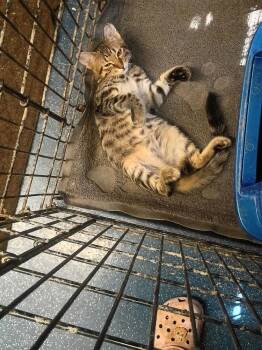 Michael Jackson -  Tabby Cat for Adoption in San Antonio, Texas - Michael Jackson | PetCurious