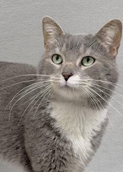 Domestic Short Hair Cats Available for Adoption in Minneapolis, Minnesota - Chuck | PetCurious