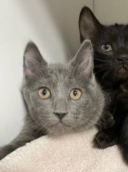 Domestic Medium Hair Cats Available for Adoption - Sterling | PetCurious