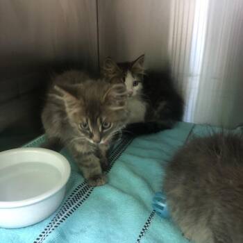 Marcus -  Domestic Medium Hair Cat for Adoption in Burlington, Ontario - Marcus | PetCurious