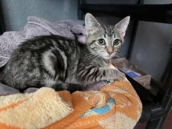 Tootsie -  Domestic Short Hair Cat for Adoption in Rio Linda, California - Tootsie | PetCurious