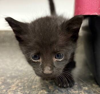 Rescue Domestic Short Hair Cats for Adoption in Lockhart, Texas - JR | PetCurious