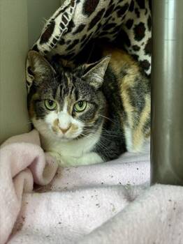 ZOE -  Domestic Short Hair Cat for Adoption in Kalamazoo, Michigan - ZOE | PetCurious
