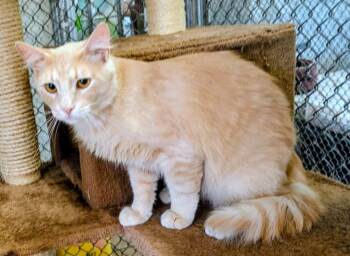 Enigma / Sacha -  Domestic Long Hair Cat Available for Adoption in Youngtown, Arizona - Enigma / Sacha | PetCurious