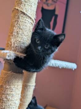 Chanel Noir -  Domestic Short Hair Cat for Adoption in Fort Collins, Colorado - Chanel Noir | PetCurious