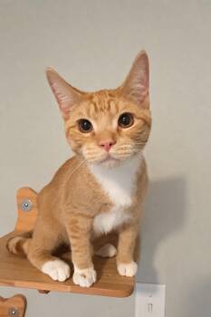Lewis -  Domestic Short Hair Cat for Adoption in Tulsa, Oklahoma - Lewis | PetCurious