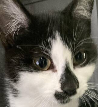 T-rex -  Domestic Short Hair Cat for Adoption in Dayton, Minnesota - T-rex | PetCurious