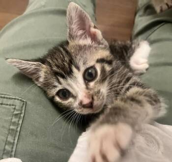 OKU -  Domestic Short Hair Cat for Adoption in Camarillo, California - OKU | PetCurious