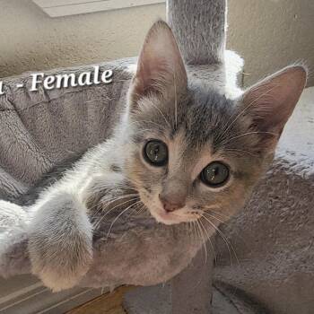 Domestic Short Hair Cats Available for Adoption - Rukia | PetCurious