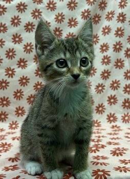 260621 Avon -  Domestic Short Hair Cat for Adoption in Wetumpka, Alabama - 260621 Avon | PetCurious
