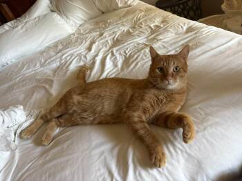 NEWMAN -  Tabby Cat for Adoption in Nacogdoches, Texas - NEWMAN | PetCurious