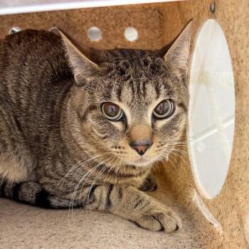 Domestic Short Hair Cats Available for Adoption in Philadelphia, Pennsylvania - Tutts | PetCurious