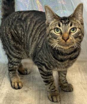 Oliver -  Domestic Short Hair Cat for Adoption in Shreveport, Louisiana - Oliver | PetCurious