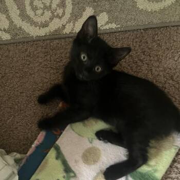 Domestic Short Hair Cats Available for Adoption in Wyandotte, Michigan - Baby Bean | PetCurious