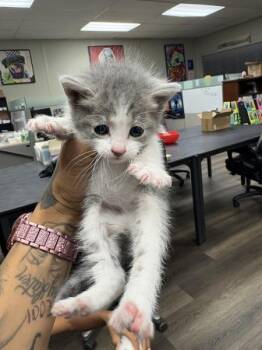 Domestic Short Hair Cats Available for Adoption in Victorville, California - Lulu | PetCurious
