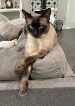 Marshall -  Siamese and American Shorthair Cat for Adoption in Austin, Texas - Marshall | PetCurious