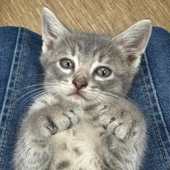 Dewey -  Domestic Short Hair Cat for Adoption in Milan, Illinois - Dewey | PetCurious