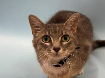Minnie Mouse -  Domestic Short Hair Cat for Adoption in Woodbury, Minnesota - Minnie Mouse | PetCurious