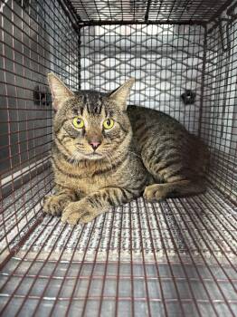 Taxi -  Domestic Short Hair Cat for Adoption in New Braunfels, Texas - Taxi | PetCurious