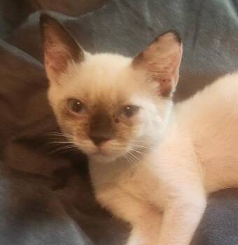 Phoebe -  Domestic Short Hair Cat for Adoption in The Woodlands, Texas - Phoebe | PetCurious