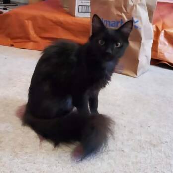 Marion -  Domestic Long Hair Cat Available for Adoption in Brainardsvle, New York - Marion | PetCurious