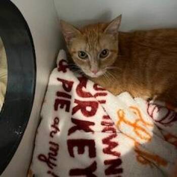 Lemoncello -  Domestic Short Hair Cat for Adoption in Buellton, California - Lemoncello | PetCurious