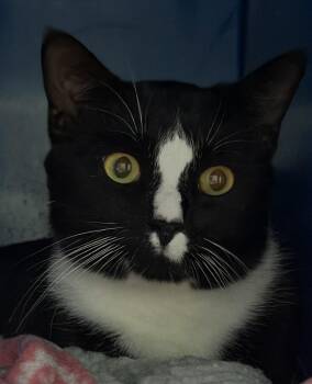 Rescue Domestic Short Hair Cats for Adoption in Sault Ste. Marie, Michigan - Bubbles | PetCurious