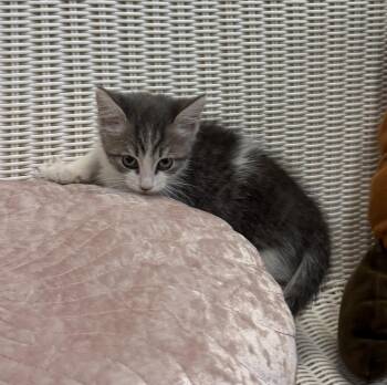 Jenny -  Domestic Short Hair Cat for Adoption in Slidell, Louisiana - Jenny | PetCurious