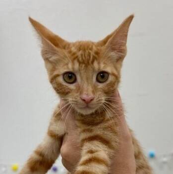 Ruby Honeycutt -  Tabby and Domestic Short Hair Cat for Adoption in Friendswood, Texas - Ruby Honeycutt | PetCurious