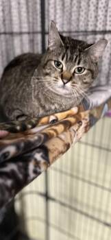 Domestic Short Hair Cats Available for Adoption in Holland, Michigan - Anne | PetCurious