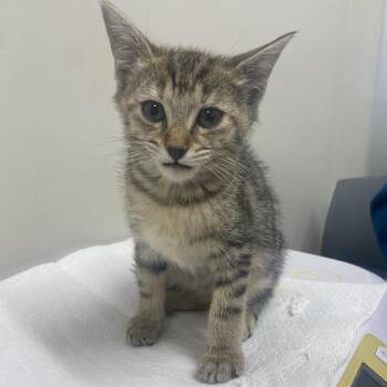 Shell -  Domestic Short Hair Cat for Adoption in Chattanooga, Tennessee - Shell | PetCurious