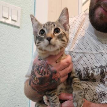 Arthur -  Domestic Short Hair Cat for Adoption in Elverta, California - Arthur | PetCurious