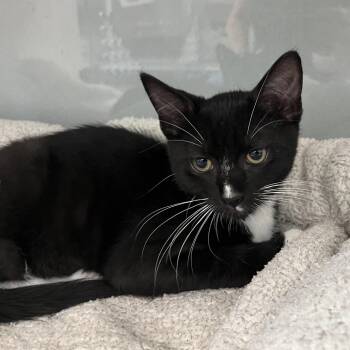 River -  Domestic Short Hair Cat for Adoption in Jupiter, Florida - River | PetCurious