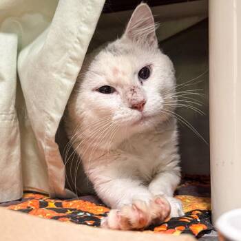Valen -  Domestic Short Hair Cat for Adoption in Kennebunk, Maine - Valen | PetCurious