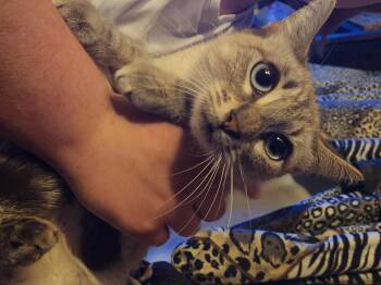 Siamese Cats Available for Adoption - Willow | PetCurious