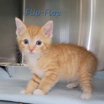 Domestic Short Hair Cats Available for Adoption in Parkersburg, West Virginia - Flip-Flop | PetCurious