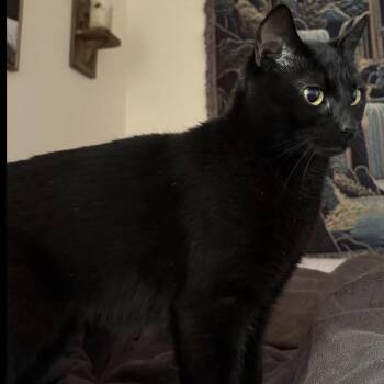 Marley -  Domestic Short Hair Cat for Adoption in Mentor, Ohio - Marley | PetCurious