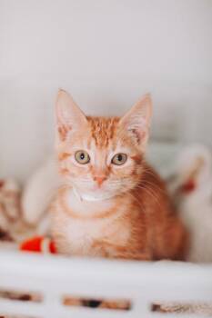 92289A Creamsicle-PetSmart West Ashley -  Domestic Short Hair Cat for Adoption in North Charleston, South Carolina - 92289A Creamsicle-PetSmart West Ashley | PetCurious