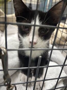 Rescue Domestic Short Hair Cats for Adoption in Las Vegas, Nevada - MARLEY | PetCurious