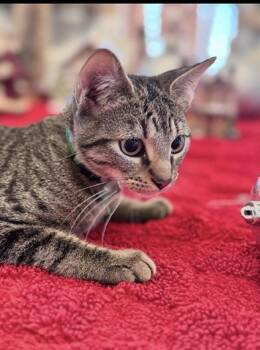 Rescue Domestic Short Hair and Tabby Cats for Adoption in Liverpool, Texas - Andie | PetCurious